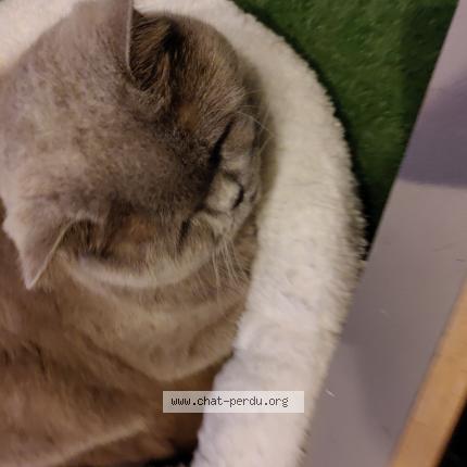 Photo 1/1 Pimousse Chat lost in Arlon