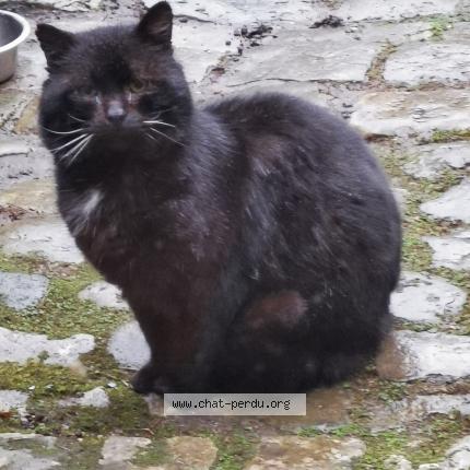 Photo 1/1 Found cat Found in Chartres
