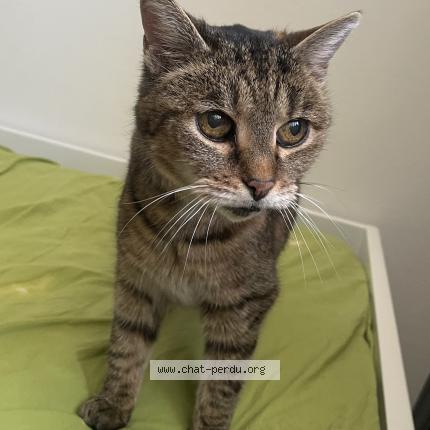 Photo 1/1 Found cat Found in Lille