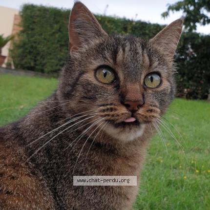 Photo 1/1 Stitch Chat lost in Rives du loir en anjou