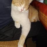 Picture of cat lost at Arnac La Poste