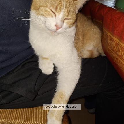 Photo 1/1 Princesse Chat lost in Arnac la poste