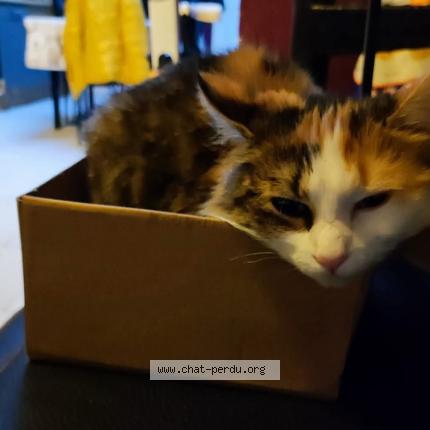 Photo 1/1 Chipie Chat lost in Seraing