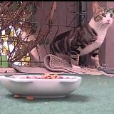 Picture of cat found at Bagneux