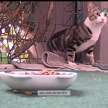 Photo 1/1 Found cat Found in Bagneux