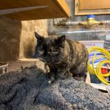 Picture of cat found at Vuadens