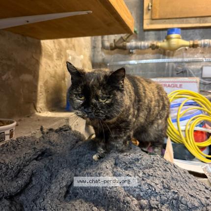 Photo 1/1 Found cat Found in Vuadens