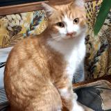 Picture of cat lost at Lalinde