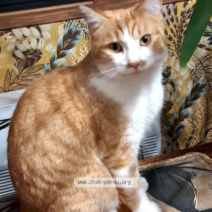 Photo 1/1 Michèle Morala Chat lost in Lalinde