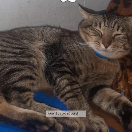 Photo 1/1 Alvin Chat lost in Pretoria