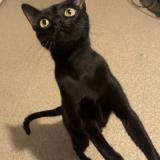 Picture of cat lost at Mourenx