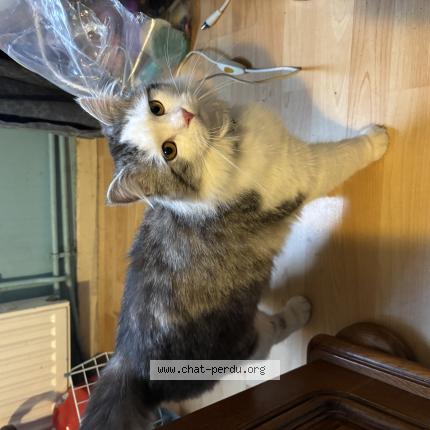 Photo 1/1 Found cat Found in Villepinte