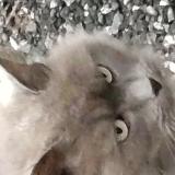 Picture of cat found at Bugeat