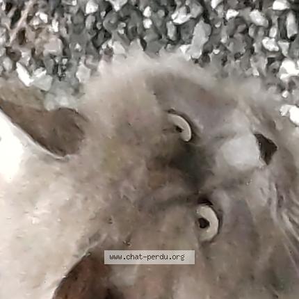 Photo 1/1 Found cat Found in Bugeat