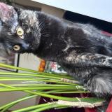 Picture of cat lost at Aix Les Bains