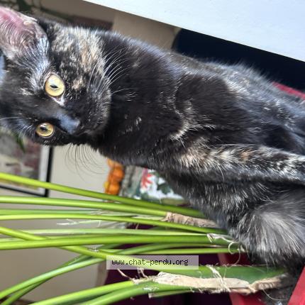 Photo 1/1 Olive Chat lost in Aix les bains