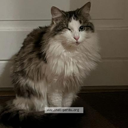 Photo 1/1 UMA Chat lost in Communay