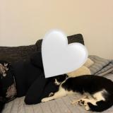 Picture of cat lost at Aucamville