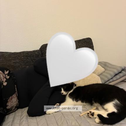 Photo 1/1 Gaspard Chat lost in Aucamville