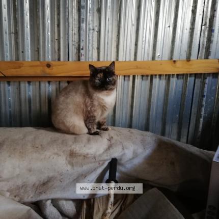 Photo 1/1 Found cat Found in Plounez