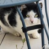 Picture of cat found at Castelmaurou