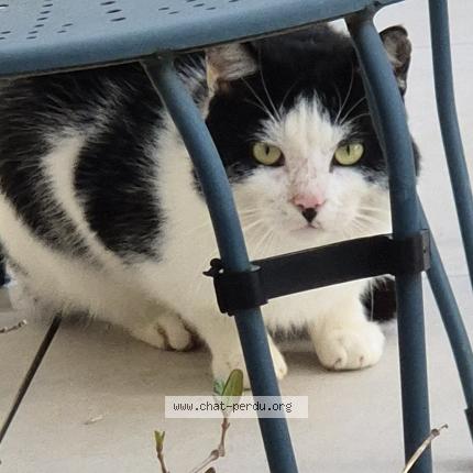 Photo 1/1 Found cat Found in Castelmaurou