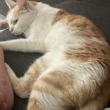 Picture of cat lost at Marmande