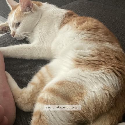 Photo 1/1 Corail Chat lost in Marmande