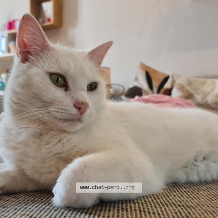 Photo 1/1 Lucifer Chat lost in Wanze