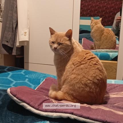 Photo 1/1 Numba Chat lost in Chamalieres