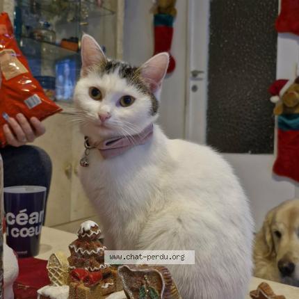 Foto 1/1 Kat teruggevonden Vermist in La Louviere