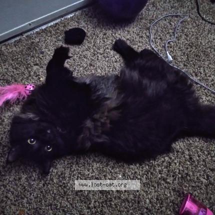 Photo 1/1 Kitty Chat lost in Waxahachie