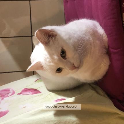 Photo 1/1 Princesse Chat lost in Bruxelles