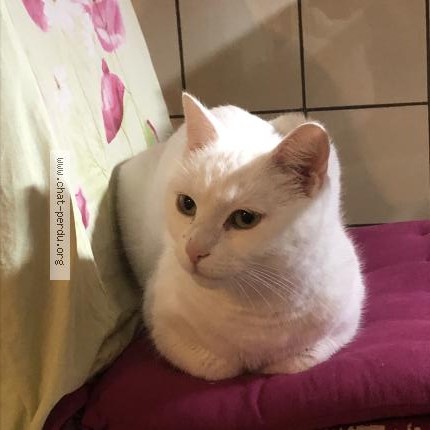 Foto 1/1 Princesse Kat vermist in Bruxelles