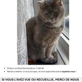 Picture of cat lost at Liege