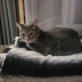 Picture of cat lost at Tournefeuille