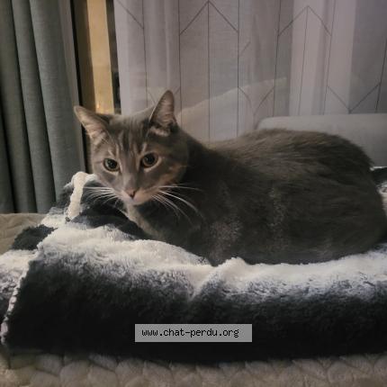 Photo 1/1 Rocky Chat lost in Tournefeuille