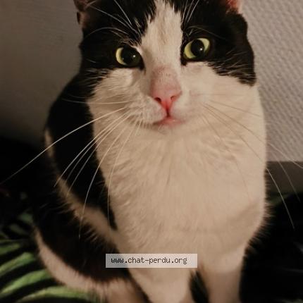 Photo 1/1 Siméon Chat lost in Orthez