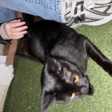 Picture of cat found at Antibes