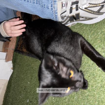 Photo 1/1 Found cat Found in Antibes