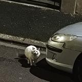 Picture of cat found at Clermont Ferrand