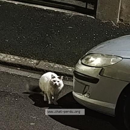 Photo 1/1 Found cat Found in Clermont ferrand