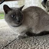 Picture of cat found at Villenave D Ornon