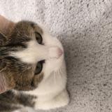 Picture of cat lost at Clichy Sous Bois