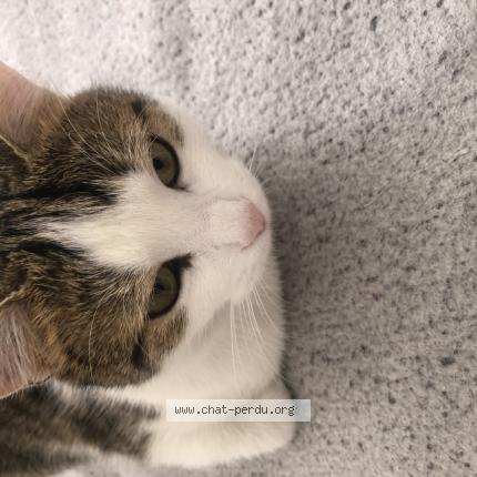 Photo 1/2 Minoucha Chat lost in Clichy sous bois