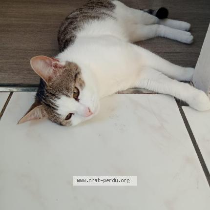 Photo 2/2 Minoucha Chat lost in Clichy sous bois