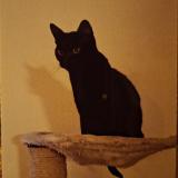 Picture of cat lost at Semsales