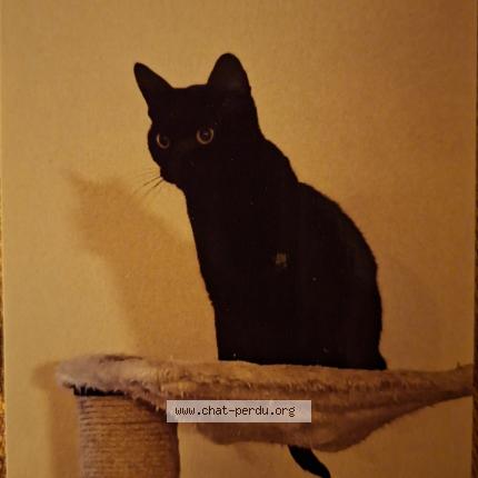 Photo 1/1 Bobby Chat lost in Semsales