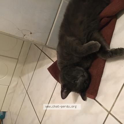 Photo 1/1 Apollo Chat lost in Bonny sur loire