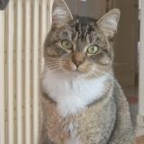 Picture of cat lost at Brest